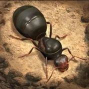 The Ants Reseller ID